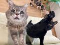 【保護犬猫×就労継続支援】勢いが止まらない「ANELLA 
