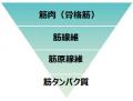 タンパク質を意識して摂取しても思ったほど筋肉utf-8