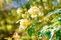 群馬県内最多5,700株の春バラに包まれる「ROSE WEEK」