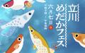 全国各地からめだか屋さんが集結する毎年好評のめだか