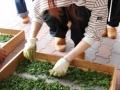 【JAF鹿児島】初開催『伝統の「はんず茶」づくり』参