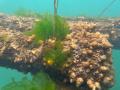 海がよみがえる、循環のはじまり。鴨川フィッシャリー