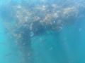 海がよみがえる、循環のはじまり。鴨川フィッシャリー