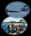 【徳島県鳴門市】「おてつたび」×「鳴門市」～「半農
