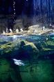 『サライ』最新号は、「新しい動物園と水族館の歩き方