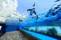 「アクアリウムは踊らない」×「サンシャイン水族館」 「アクアリウムは踊らない」×「サンシャイン水族館」