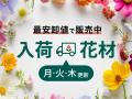 【期間限定】芍薬SALEを2026年5月11日～開催！｜花の