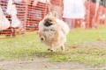 愛犬と一緒に楽しめるコンテンツが充実の『GOGO DOG F