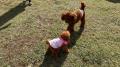 愛犬と一緒に楽しめるコンテンツが充実の『GOGO DOG F