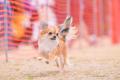 愛犬と一緒に楽しめるコンテンツが充実の『GOGO DOG F