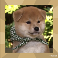 5月13日は【愛犬の日】アクションチャンネル視聴者2,2