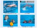 【仙台うみの杜水族館】うみの杜初のバンドウイルカの