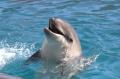 【仙台うみの杜水族館】うみの杜初のバンドウイルカの