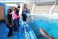 【仙台うみの杜水族館】うみの杜初のバンドウイルカの