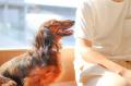 【MOFF新ブランド】待望の犬カフェ『Dog Cafe MOFF』