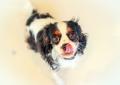 【MOFF新ブランド】待望の犬カフェ『Dog Cafe MOFF』