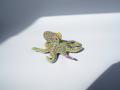 刺繍によるジュエリーブランド「NANA WATANABE」が、 刺繍によるジュエリーブランド「NANA WATANABE」が、