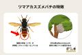 【独自調査】特定外来生物のツマアカスズメバチの駆除