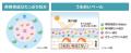 【きょうの肌気分はどっち派？】素肌感重視の「軽やか