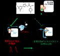不整脈だけを抑え、心機能は守る新しい治療薬候補を開