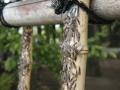 アサンテ、春のシロアリのスウォーム（群飛）シーズン