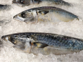 境港水揚げの鮮度そのままに。鳥取・米子の名物「さば