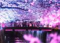『Sakura Night＆Day』