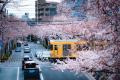 『Sakura Night＆Day』