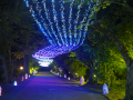 夜空を歩き、ほたるに出会う夜。初夏の涼やかな御殿場 夜空を歩き、ほたるに出会う夜。初夏の涼やかな御殿場