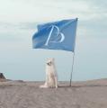 ペットブランド「STANDING ON THE BLUE」、2026年春夏