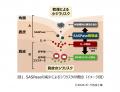 シワには“シワのための保湿メカニズム”があることを発