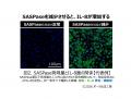 シワには“シワのための保湿メカニズム”があることを発