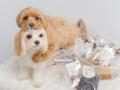 国産無添加ドッグトリーツ「Barky Bites」、新商品6種