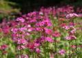 六甲高山植物園 花盛り！大群落の「クリンソウ」utf-8