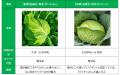 松戸・矢切の春は「青春」から「初恋」へ伝統の“輪作”
