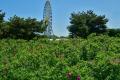 バラ　見頃です（国営ひたち海浜公園）
