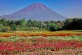 富士山と芝桜の絶景「富士芝桜まつり」芝桜のおすそわ 富士山と芝桜の絶景「富士芝桜まつり」芝桜のおすそわ