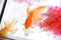 今年の夏も名古屋で金魚涼み! 「アートアクアリウム 今年の夏も名古屋で金魚涼み! 「アートアクアリウム