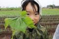 赤ねぎ・サツマイモの定植にチャレンジ 伊勢崎市「み 赤ねぎ・サツマイモの定植にチャレンジ 伊勢崎市「み