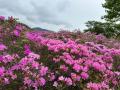 【霧島市】霧島連山で「ミヤマキリシマ」が咲き始め