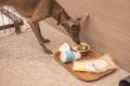 「あさま空山望」に愛犬との一人旅プランが誕生 初夏 「あさま空山望」に愛犬との一人旅プランが誕生 初夏
