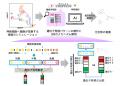 細胞の直接変換過程をシミュレーションで再現、AIで細 細胞の直接変換過程をシミュレーションで再現、AIで細