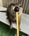 サンシャイン水族館いきものディスカバリー通信vol.27 サンシャイン水族館いきものディスカバリー通信vol.27
