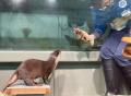 サンシャイン水族館いきものディスカバリー通信vol.27 サンシャイン水族館いきものディスカバリー通信vol.27