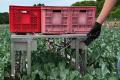 農業現場の声から生まれた電動台車― ブロッコリutf-8
