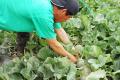 【茨城県｜水戸プラザホテル】メロン出荷量日本一の茨