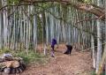 竹林整備から「資源循環」の新たなフェーズへ アスト 竹林整備から「資源循環」の新たなフェーズへ アスト