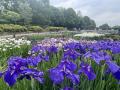 やまと花ごよみ202６「にぎわいマルシェin馬見花菖蒲