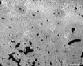 旧石器時代末期の狩猟対象を放射光X線CTで解明─特別史 旧石器時代末期の狩猟対象を放射光X線CTで解明─特別史