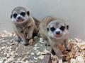 屋内型ふれあい動物園「アニタッチ アクアシティお台